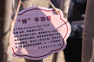 木多乃成森，春辉共筑林——bat365在线登录网站3月12日植树节全员在行动